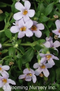 Sutera (Bacopa) 'Trailing Mauve'        